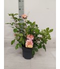 Rosier ov Ø 19h75