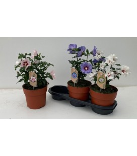 Hibiscus Syriacus Ø19 h 60