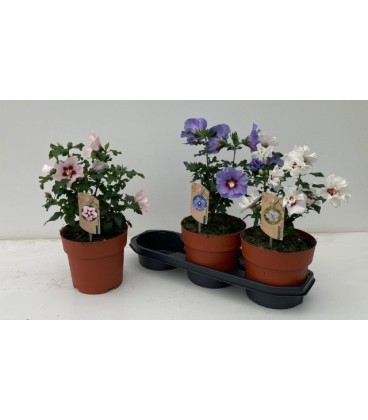 Hibiscus Syriacus Ø19 h 50