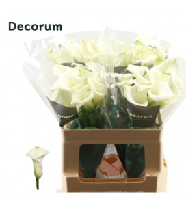 Calla Crystal Blush 50 cm