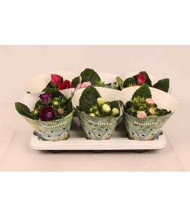 Gloxinia pot de 13