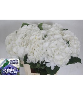 Hortensia White verena 60 cm