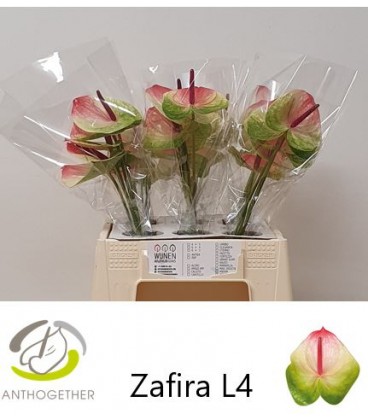 Anthurium Zafira x20 