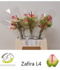 Anthurium Zafira x 5