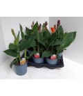 Canna pot de 17 h 50 cm mix