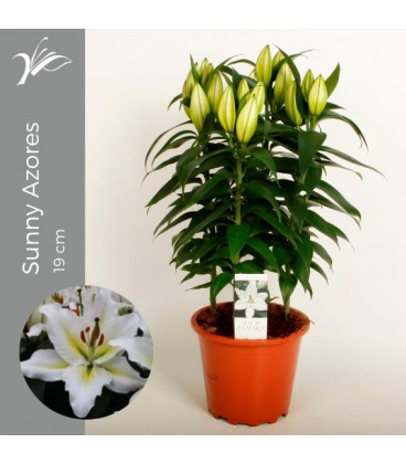 Lys Sunny pot de 19