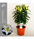 Lys Sunny pot de 19