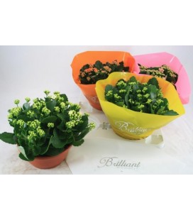 Kalanchoe coupe de 23 diff coul