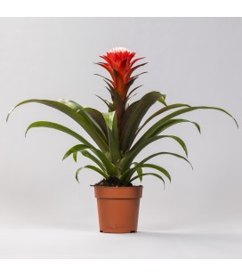 Guzmania Hope Ø12 h 40