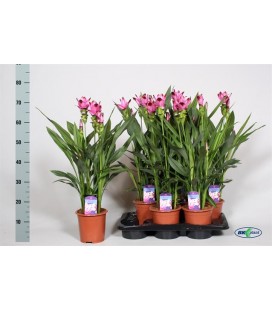 Curcuma pot 17 cm h 70 siam splash