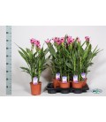 Curcuma pot 17 cm h 70 siam splash