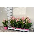 Anthurium Lilli Ø10 h 30