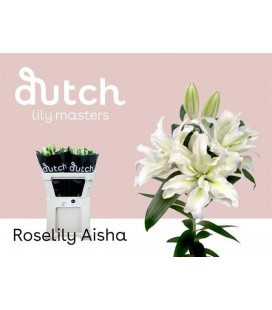 Lys Or Du Aisha 80 cm