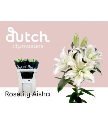 Lys Or Du Aisha 80 cm