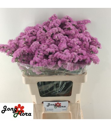 Statice Fantasia Wings 70 cm