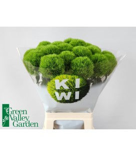 Dianthus barb kiwi mellow 60 cm