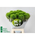 Dianthus barb kiwi mellow 65 cm