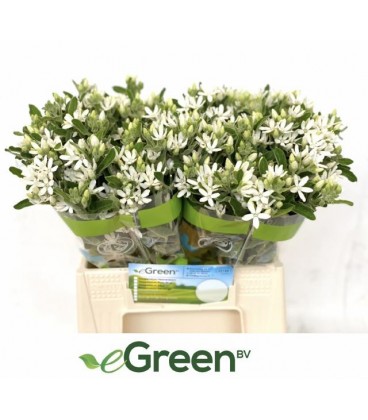 Oxypetal Alba
