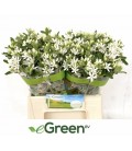Oxypetal Alba 35 cm