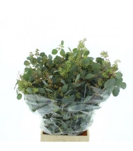 Eucalyptus populus baies 65 cm 250g