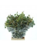 Eucalyptus populus  baie 