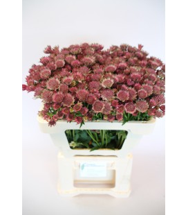 Astransia Roma 40 cm