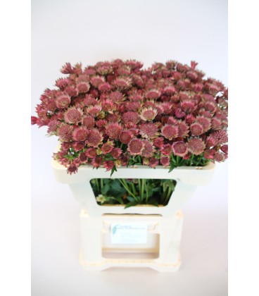 Astransia Roma 60 cm