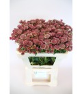 Astransia Roma 40 cm