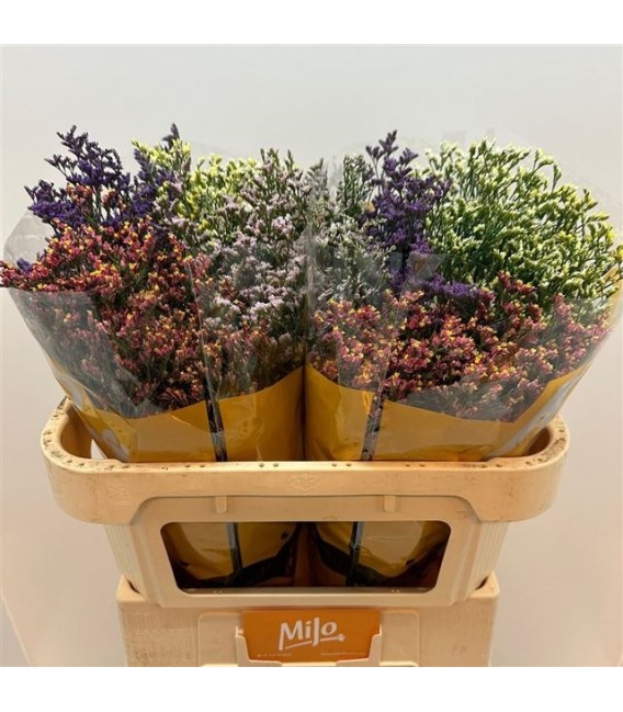 Limonium Mix dans botte 60 cm