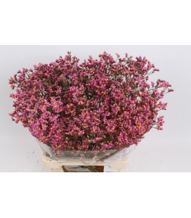 Limonium Princess diam 65 cm