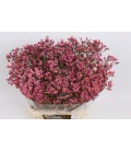 Limonium Princess diam 65 cm
