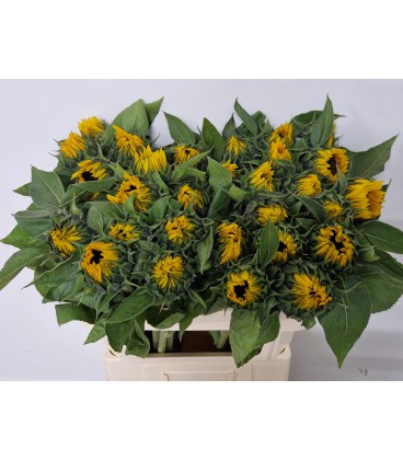 Tournesol Sunrich Orange 
