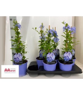 Plumbago Ø 15 h 45