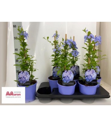 Plumbago Ø 17 h 65
