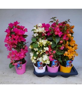 Bougainvillier Dania Espa Ø17 h 65 