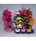 Bougainvillier Dania Ø 17 h 70 