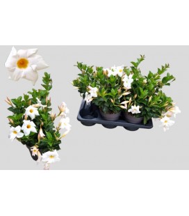 Dipladenia Blanc Ø17 h 55