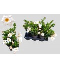 Dipladenia Blanc Ø19 h 65
