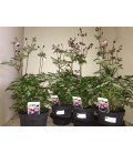 Anemone pot 17 cm