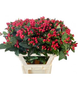 Hypericum Mag impression 60 cm