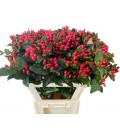 Hypericum Mag impression 40 cm