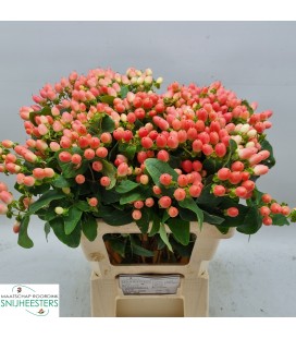 Hypericum Mag Royal Princesse 60 cm