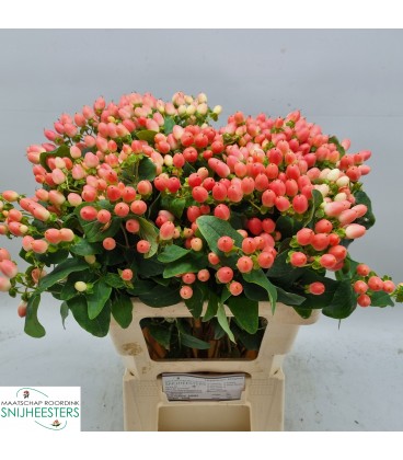 Hypericum Mag Royal Princesse 50 cm