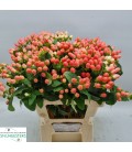 Hypericum Mag Royal Princesse 50 cm