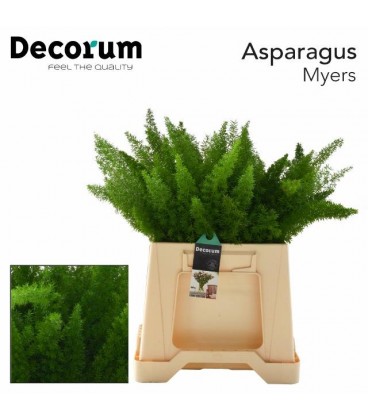 Asparagus Dens Myers 45 cm