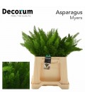 Asparagus Dens Myers 45 cm