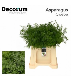Asparagus Cwebe 45 cm