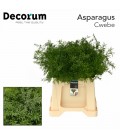 Asparagus Cwebe 35 cm