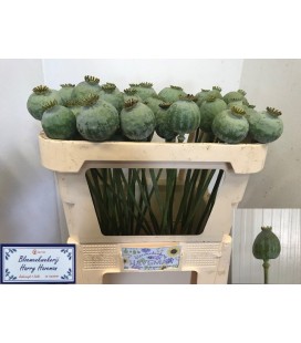 Pavot Som 65 cm