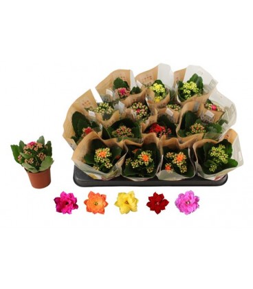Kalanchoe pot de 06 mix